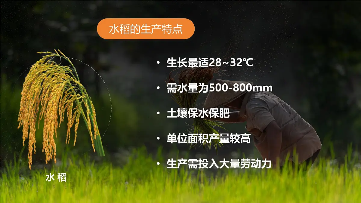2024-2025学年晋教版地理七年级下册 6.1体验热带风情——东南亚第二课时 课件第7页