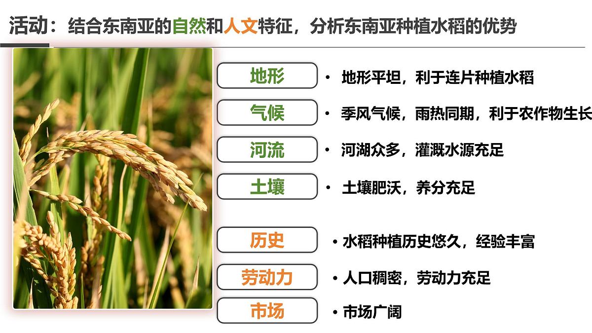 2024-2025学年晋教版地理七年级下册 6.1体验热带风情——东南亚第二课时 课件第8页