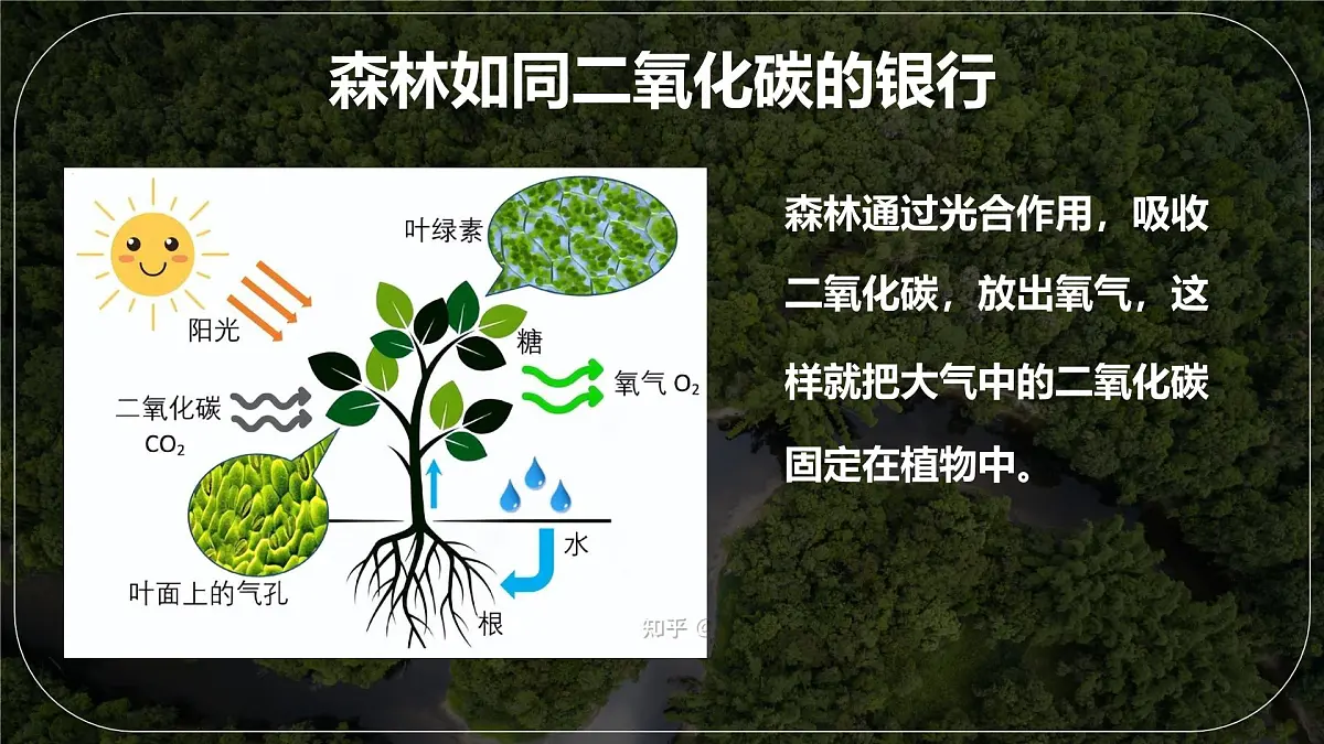 初中地理人教版（2024）七年级下册【跨学科主题学习】探寻热带雨林的固碳功能 课件第4页
