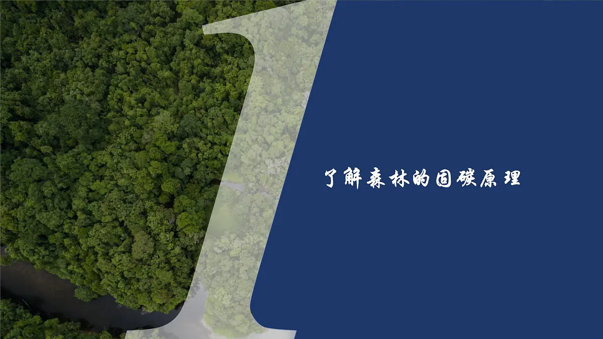 初中地理人教版（2024）七年级下册【跨学科主题学习】探寻热带雨林的固碳功能 课件第7页