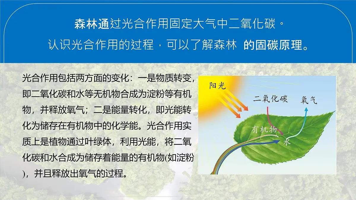 初中地理人教版（2024）七年级下册【跨学科主题学习】探寻热带雨林的固碳功能 课件第8页