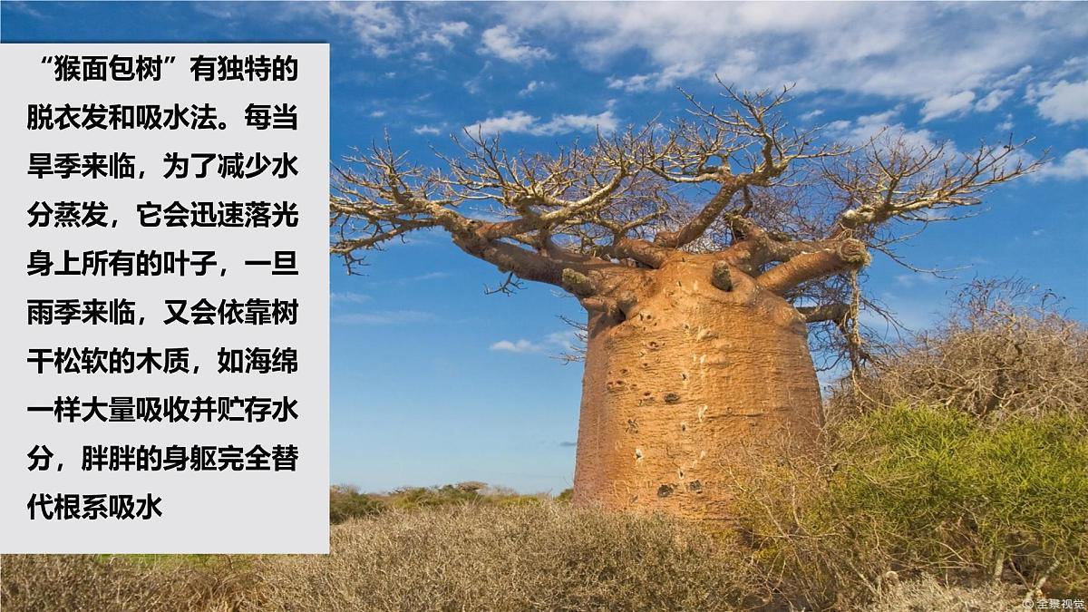 初中 地理 湘教版（2024）七年级下册7.2 非洲（第二课时） 课件第8页