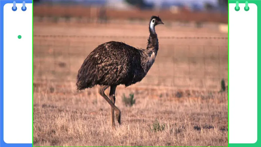 9.1.1+澳大利亚课件-2024_2025学年粤人版七年级下册地理第3页