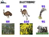 初中地理人教版（2024）七年級(jí)下冊(cè)9.4 澳大利亞 課件