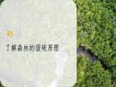 初中地理人教版（2024）七年級下冊【跨學(xué)科主題學(xué)習(xí)】探尋熱帶雨林的固碳功能 課件