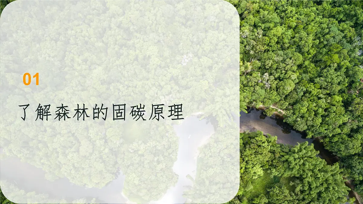 初中地理人教版（2024）七年级下册【跨学科主题学习】探寻热带雨林的固碳功能 课件第3页