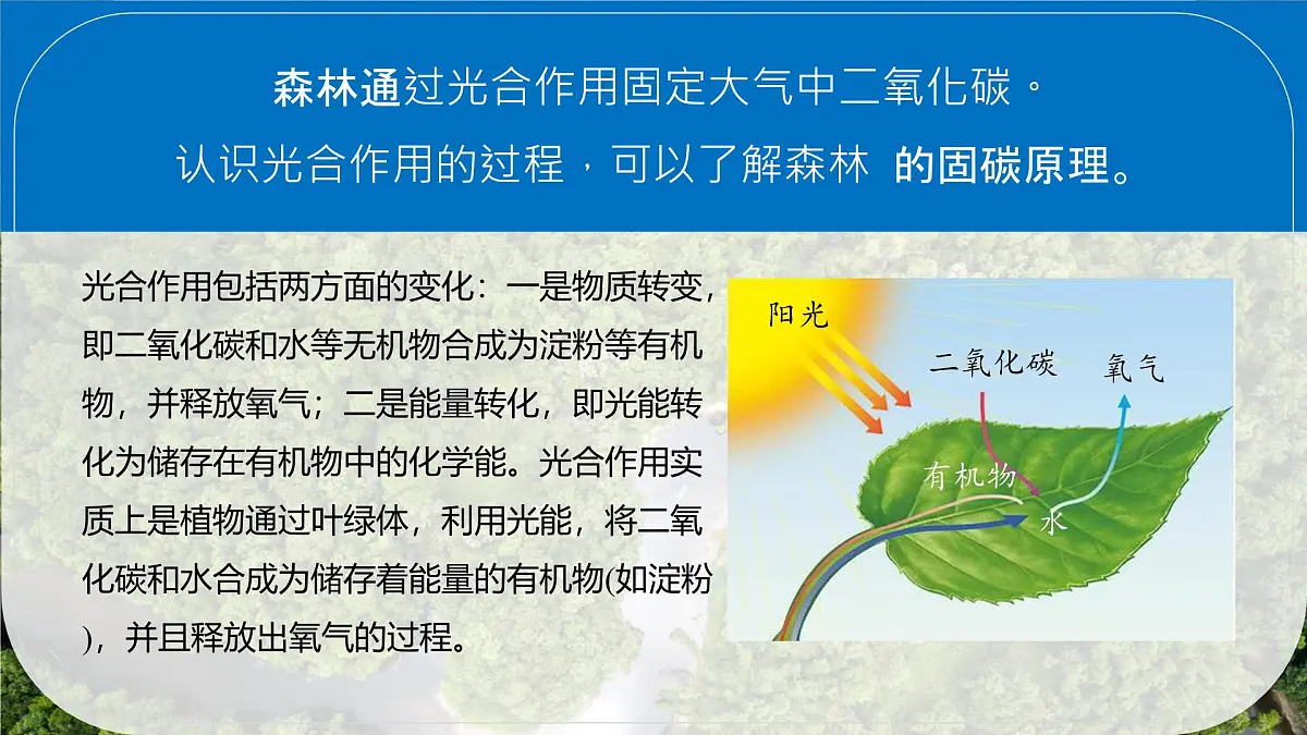 初中地理人教版（2024）七年级下册【跨学科主题学习】探寻热带雨林的固碳功能 课件第5页
