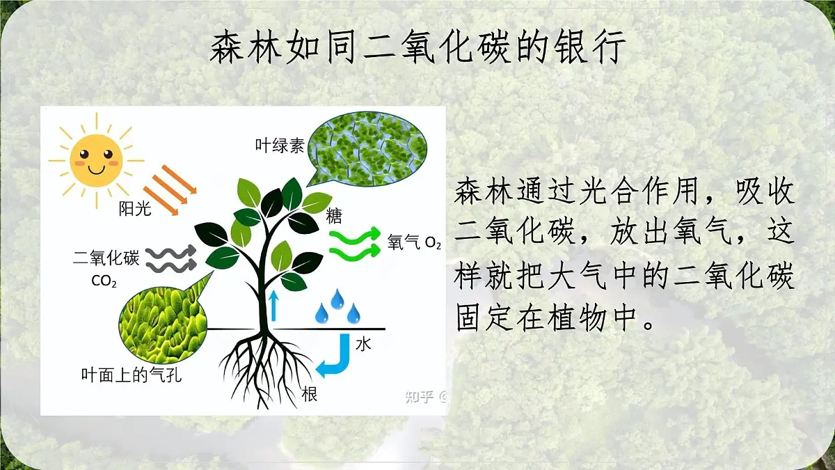 初中地理人教版（2024）七年级下册【跨学科主题学习】探寻热带雨林的固碳功能 课件第6页