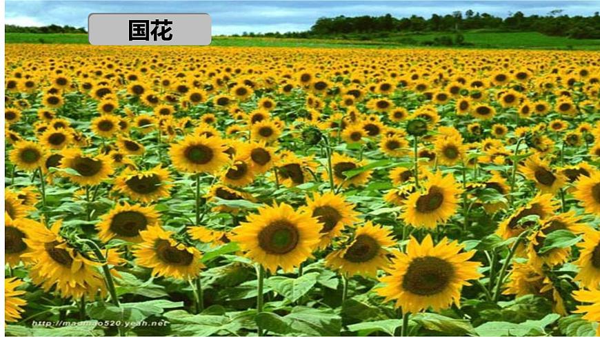 初中地理湘教版（2024）七年级下册9.3 俄罗斯 课件第3页
