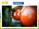 人教版（新課標(biāo)）地理七上第六章 跨學(xué)科主題學(xué)習(xí)——《探索外來食料作物傳播史》課件+教案