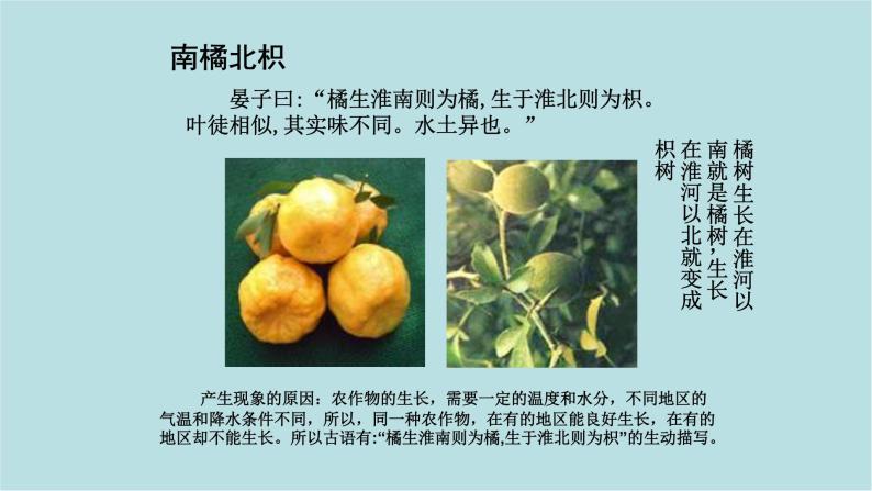 ppt课件主要包含了探索活动,气候与农业,南橘北枳,理解下列概念,气温