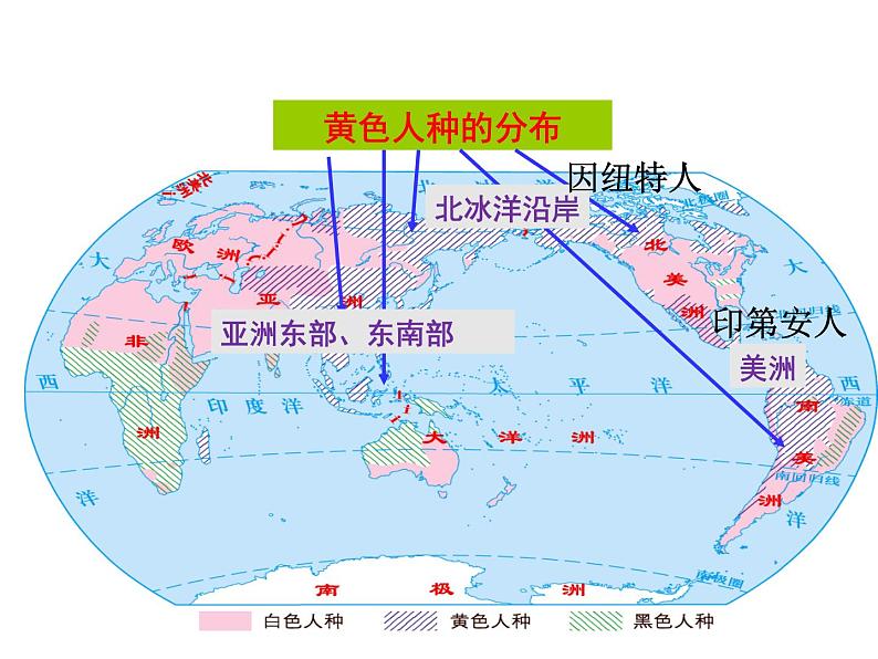 第二节 世界的人种 课件第8页