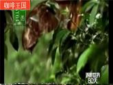 2020-2021学年人教版地理七年级下册：9.2巴西（第二课时）课件
