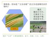 沪教版地理七年级下册1.2 农业的分布(共62张PPT)