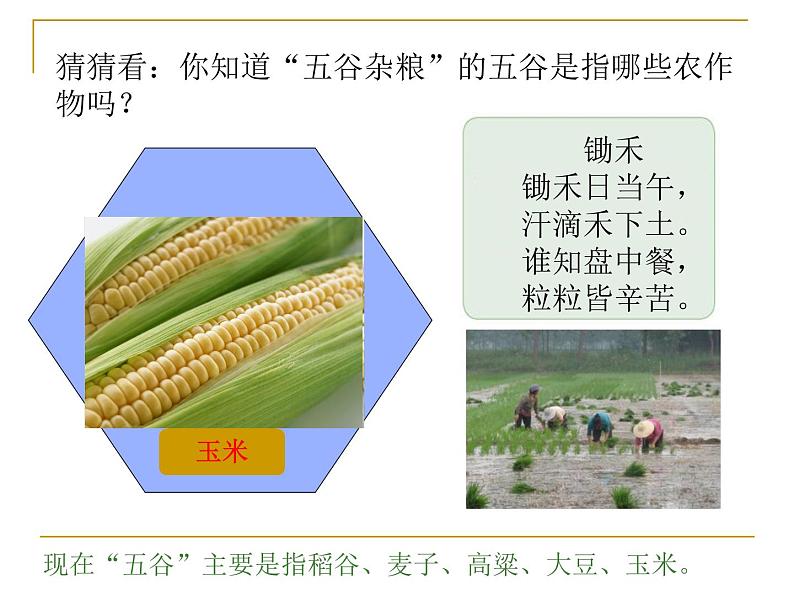 沪教版地理七年级下册1.2 农业的分布(共62张PPT)02