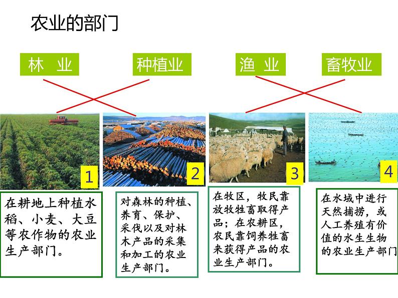 沪教版地理七年级下册1.1 世界农业大国(共38张PPT)07