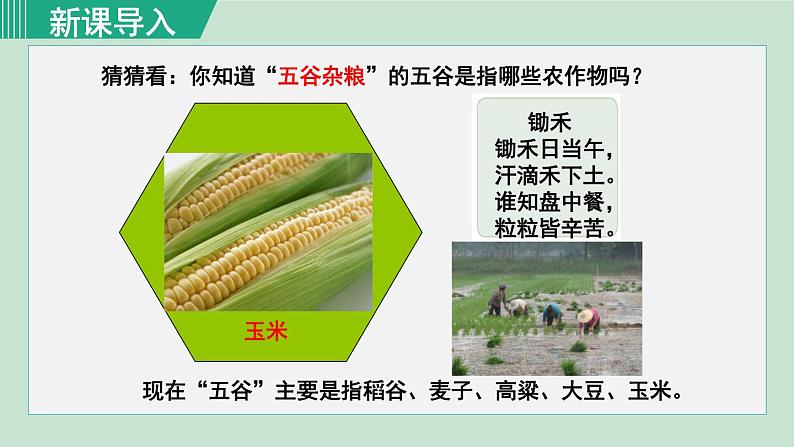 人教版八年级地理上册 第四章 第二节 4.2.1  农业及其重要性 我国农业的地区分布 课件02