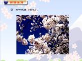 人教版七年级音乐上册 第五单元《樱花》课件
