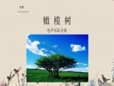 人教版八年级上册  电子空间站/欣赏《橄 榄 树》  课件
