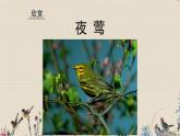 人教版八年級上冊  電子空間站/選聽《夜鶯》  課件