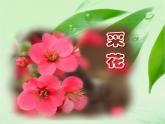人教版音樂八年級上冊菜花 課件 (3)