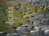 人教版音乐八年级上册第二单元《动物狂欢节》ppt课件2