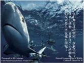 人教版音乐八年级上册第二单元《动物狂欢节》ppt课件2