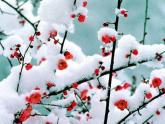 人教版音樂八年級上冊踏雪尋梅 課件 (3)