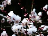 人教版音樂八年級上冊踏雪尋梅 課件 (3)
