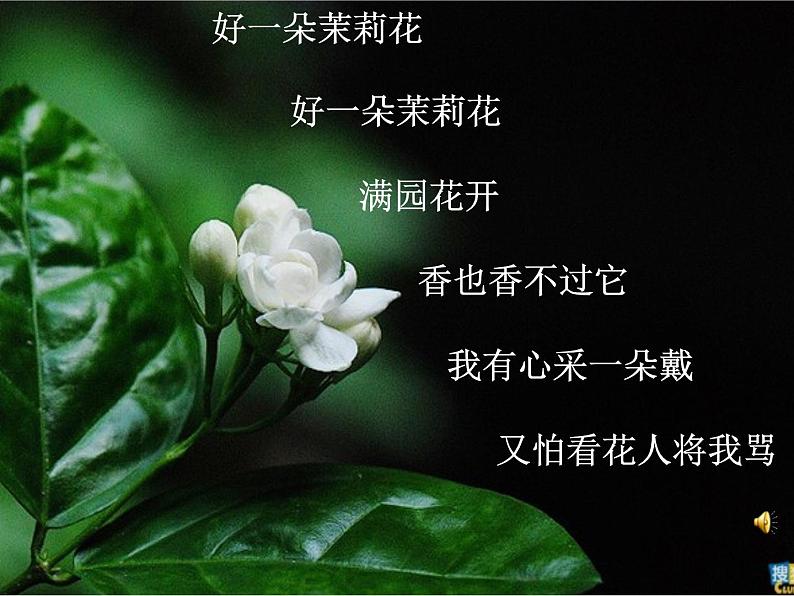 3茉莉芬芳《茉莉花》课件第6页