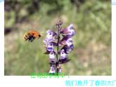 粤教花城版七上 第二单元 歌曲《渴望春天》课件 (3)
