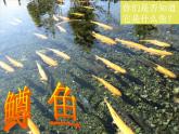人教版九年級音樂上冊 第二單元 唱歌 鱒魚-資源包【教學(xué)設(shè)計 課件 素材】 （10份打包）