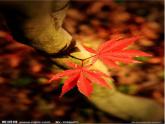 人教版音樂八年級(jí)上冊(cè)5.2欣賞 紅河谷 課件（13ppt）