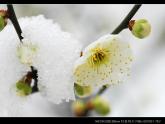 人教版音乐八年级上册6.1踏雪寻梅 课件（10张）