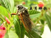 花城版八年级音乐上册 第二单元 侗族大歌《五月蝉歌》-资源包【教学设计 课件 素材】 （10份打包）