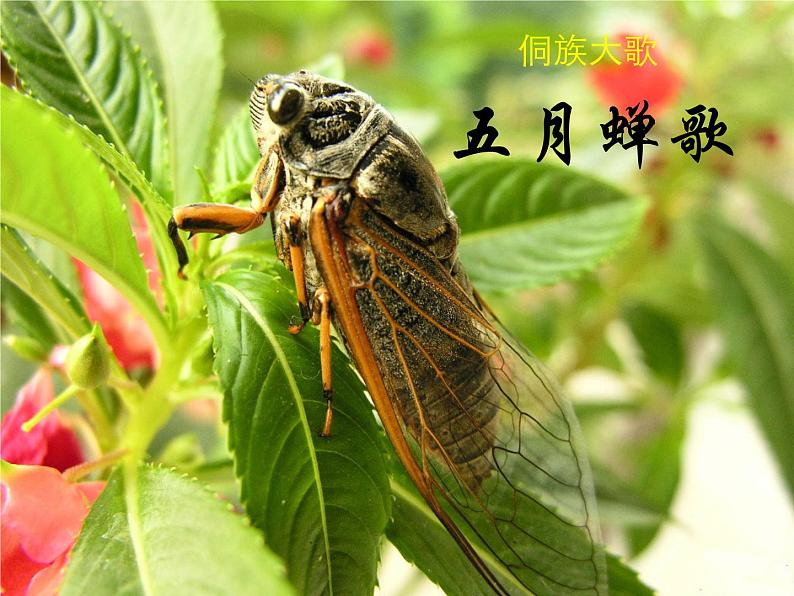 花城版八年级音乐上册 第二单元 侗族大歌《五月蝉歌》-资源包【教学设计 课件 素材】 （10份打包）01