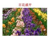 人教版音樂八年級上冊菜花 課件 (2)