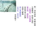 菊花臺PPT課件免費下載