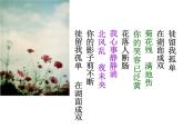 菊花臺PPT課件免費下載