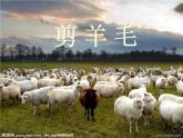 初中人教版音樂七年級下冊第五單元剪羊毛(16張)ppt課件