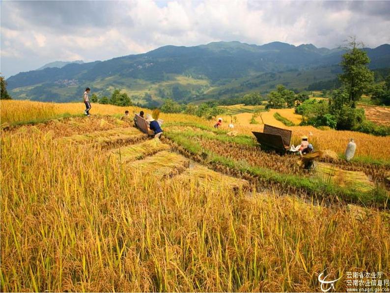 初中七年级下册音乐课件5.演唱沂蒙山小调(13张)ppt课件第6页