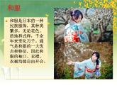人教版音乐七年级上册第五单元 环球之旅（一）——亚洲之声 樱花 课件 素材