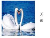 人教版音樂七年級(jí)下冊(cè)第二單元 飛翔的翅膀 天鵝 課件 教案
