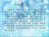 桑巴PPT课件免费下载