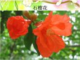 初中音樂-《像花兒一樣》課件3PPT課件