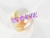 初中音乐-《雪绒花》课件1