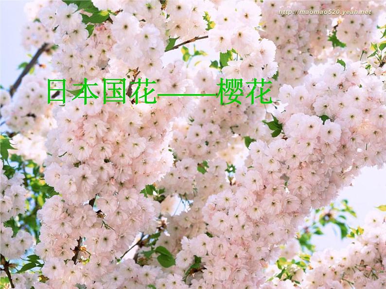 初中音乐-《雪绒花》(片段)-教学课件-(2)PPT课件03