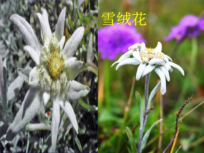 初中音乐-《雪绒花》(片段)-教学课件-(2)PPT课件06