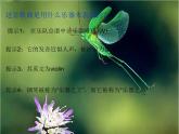 陽光照耀著塔什庫爾干PPT課件免費下載