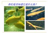 初中音樂-《鱒魚》課件-(3)PPT課件